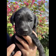 Labrador Retriever - Both