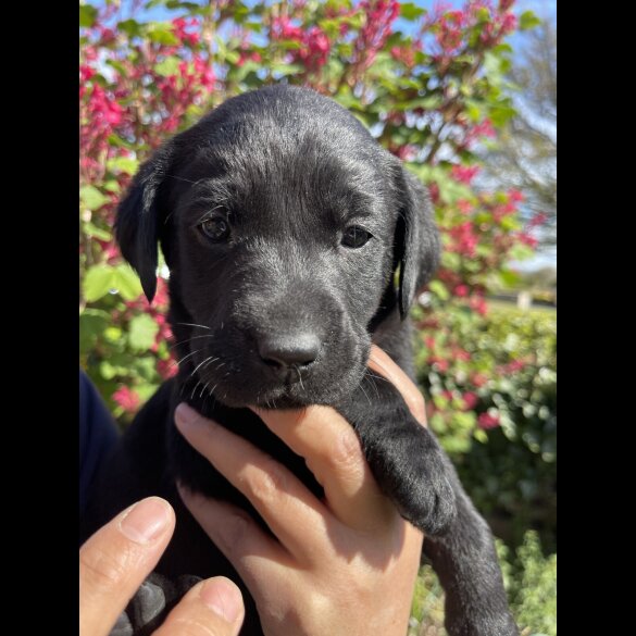 Labrador Retriever - Both