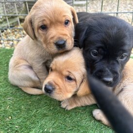 Labrador Retriever - Both