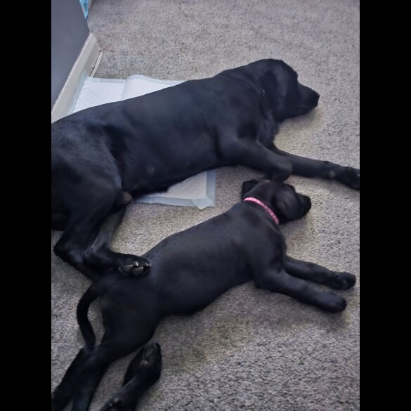 Labrador Retriever - Bitches