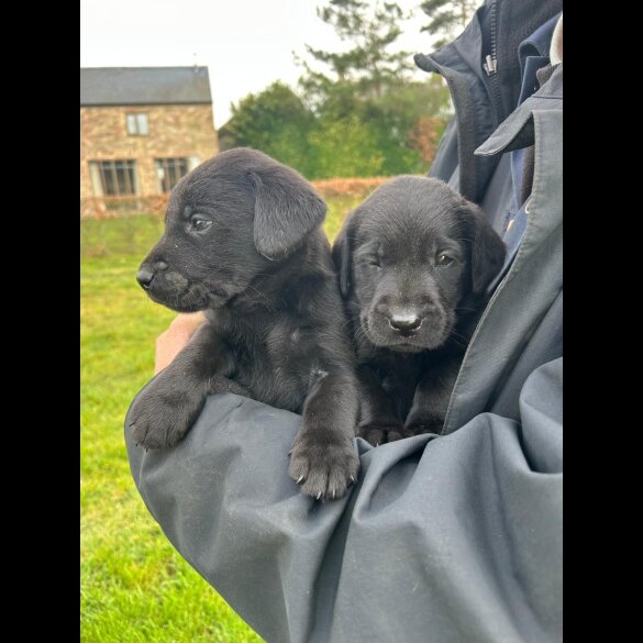 Labrador Retriever - Dogs