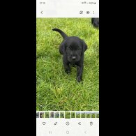 Labrador Retriever - Dogs