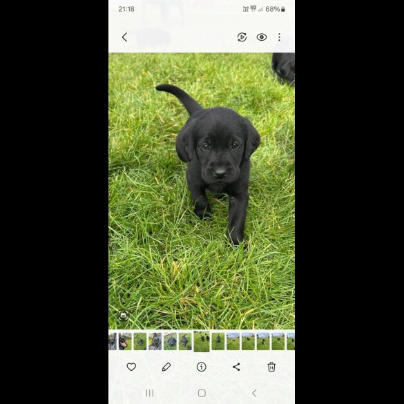 Labrador Retriever - Dogs