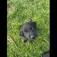 Labrador Retriever - Dogs