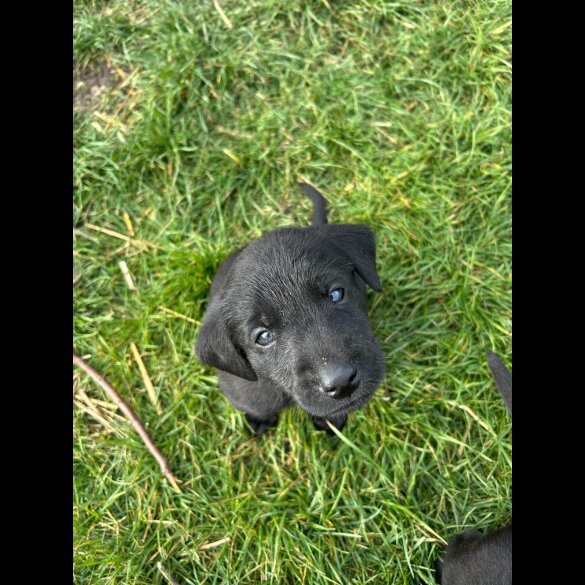 Labrador Retriever - Dogs