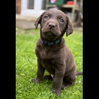 Chocolate Labradors - Both