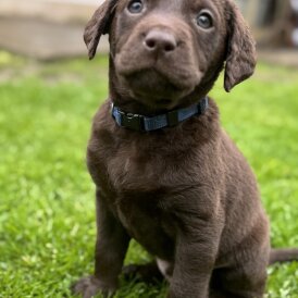 Chocolate Labradors - Both