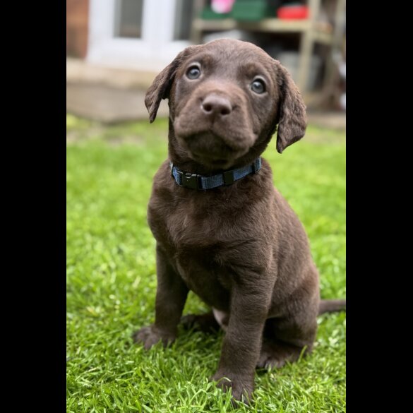Chocolate Labradors - Both