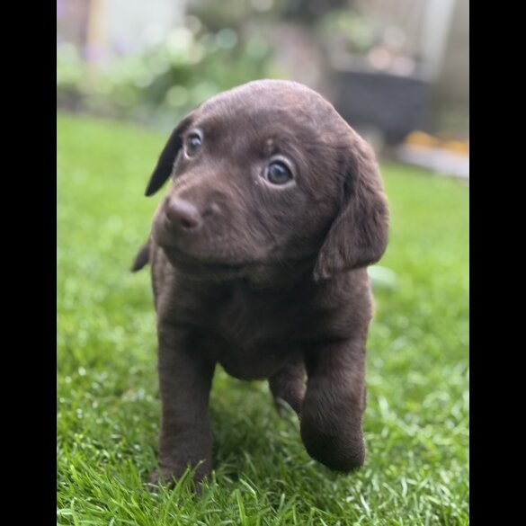 Chocolate Labradors - Both