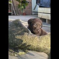 Chocolate Labradors - Both
