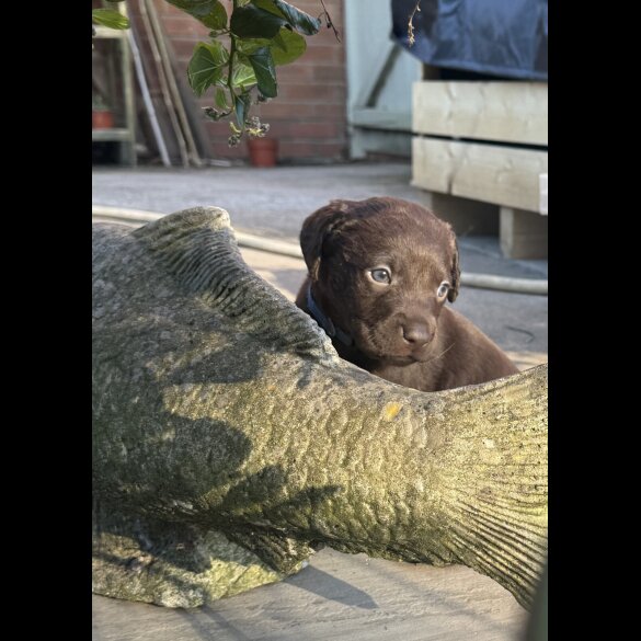 Chocolate Labradors - Both