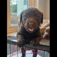 Chocolate Labradors - Both