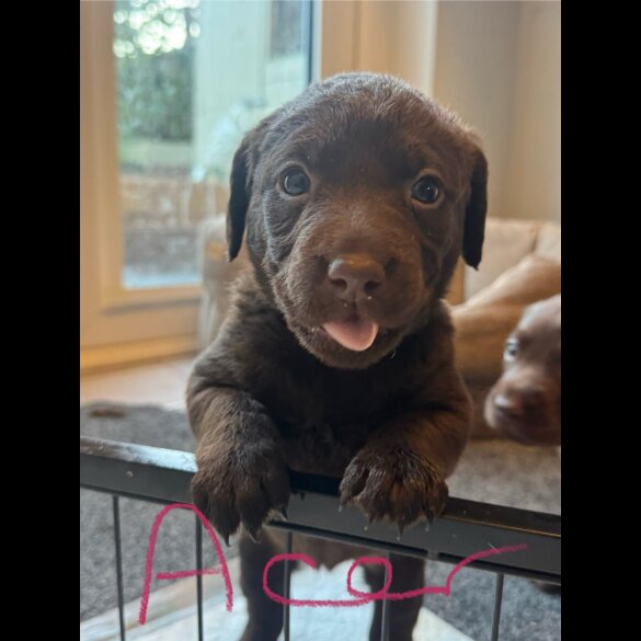 Chocolate Labradors - Both