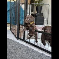 Chocolate Labradors - Both