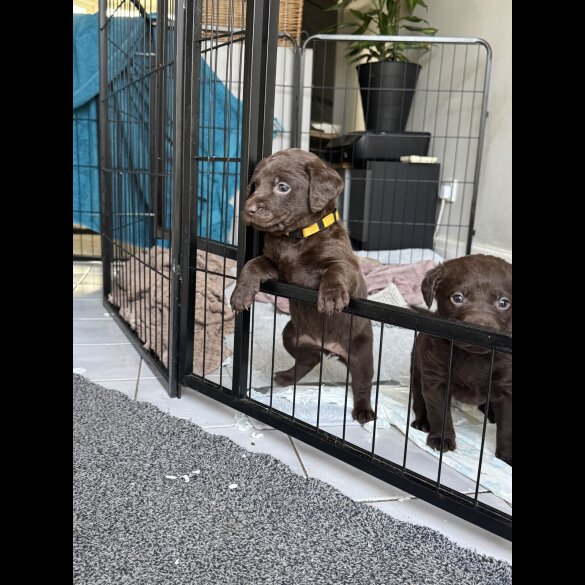 Chocolate Labradors - Both