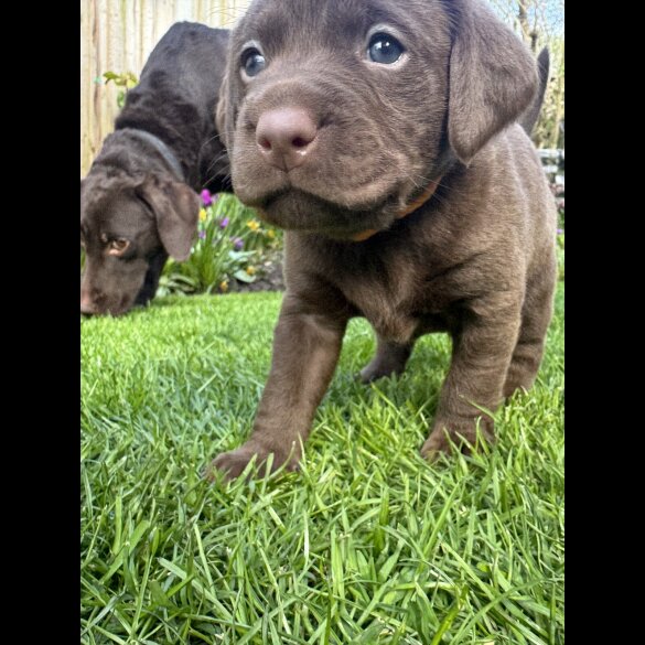 Chocolate Labradors - Both