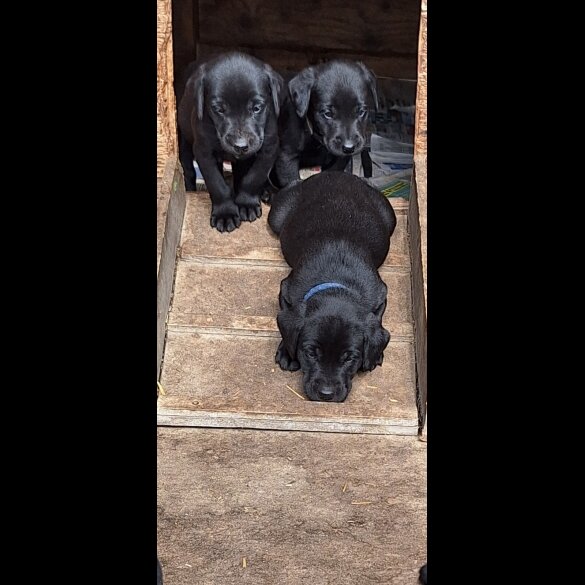 Labrador Retriever - Dogs