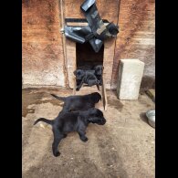 Labrador Retriever - Dogs