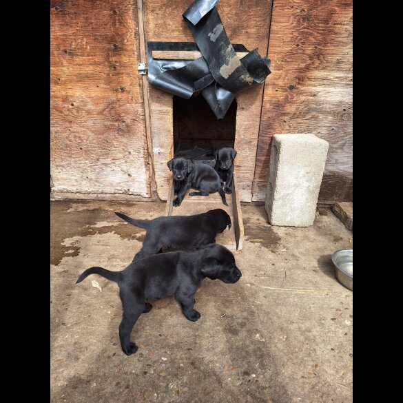 Labrador Retriever - Dogs