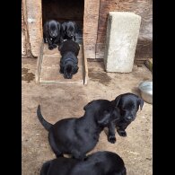 Labrador Retriever - Dogs