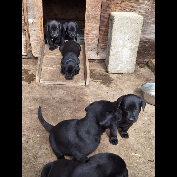 Labrador Retriever - Dogs