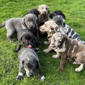 Labrador Retriever - Both