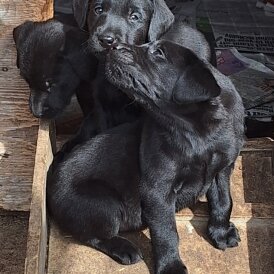 Labrador Retriever - Dogs