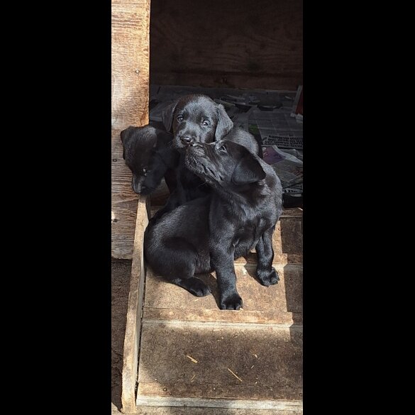 Labrador Retriever - Dogs