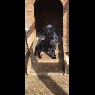 Labrador Retriever - Dogs