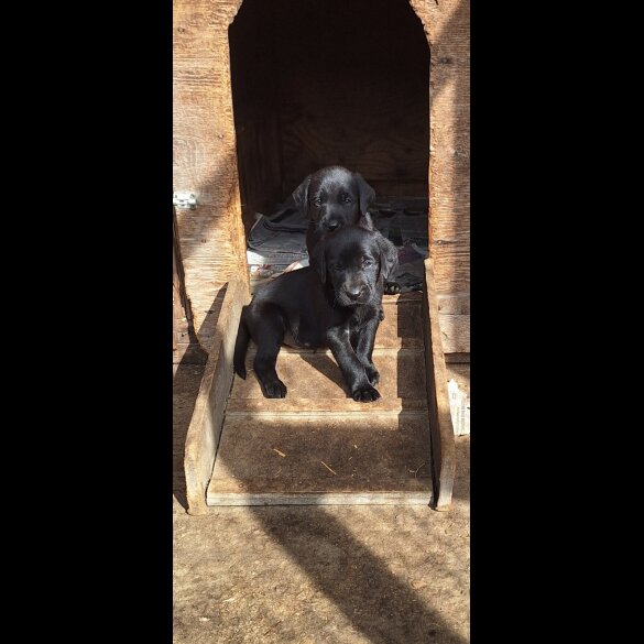 Labrador Retriever - Dogs