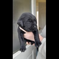 Labrador Retriever - Both