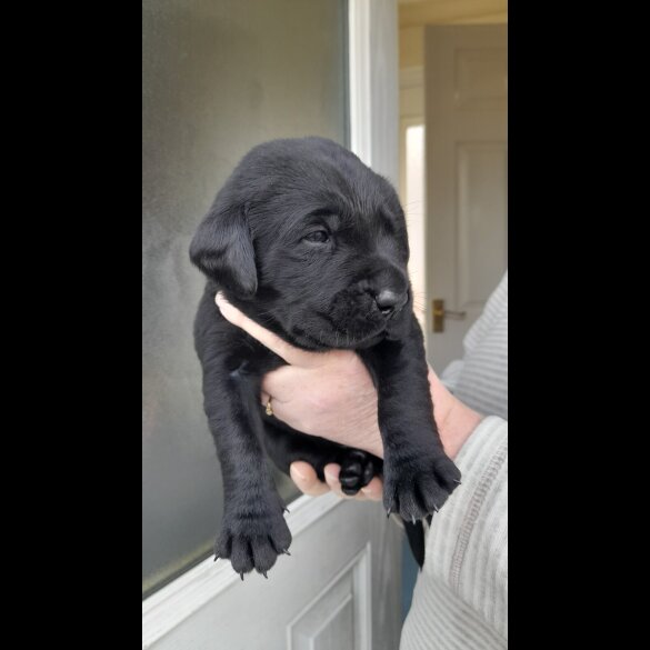 Labrador Retriever - Both