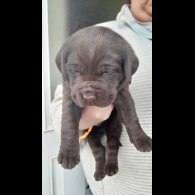 Labrador Retriever - Both