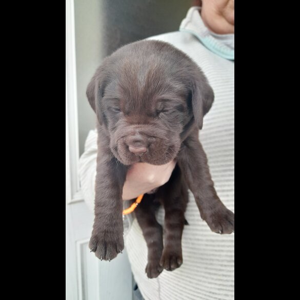 Labrador Retriever - Both