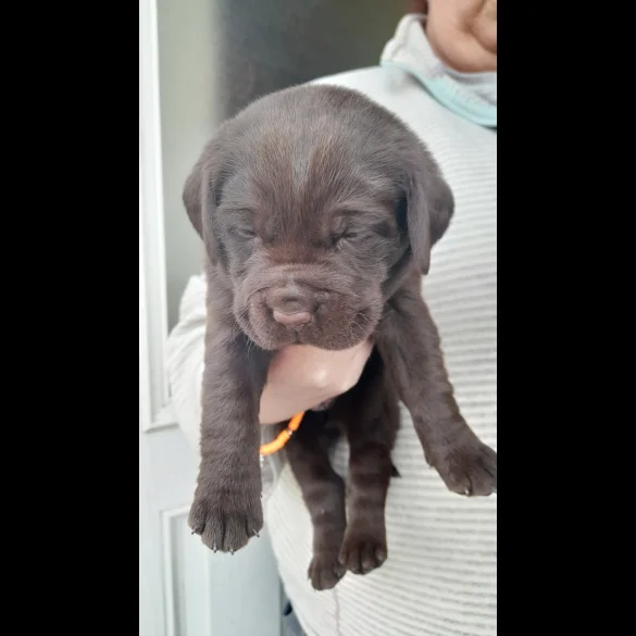 Labrador Retriever - Both