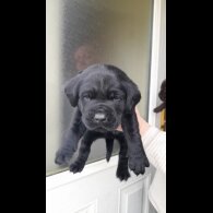Labrador Retriever - Both