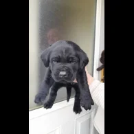 Labrador Retriever - Both