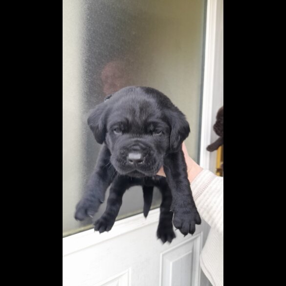 Labrador Retriever - Both