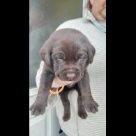Labrador Retriever - Both