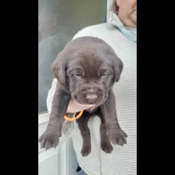 Labrador Retriever - Both
