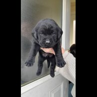 Labrador Retriever - Both