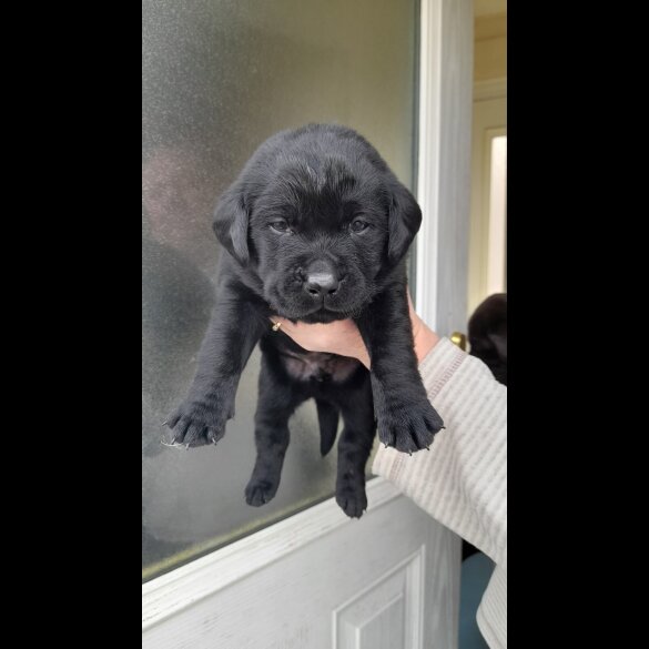 Labrador Retriever - Both