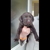 Labrador Retriever - Both