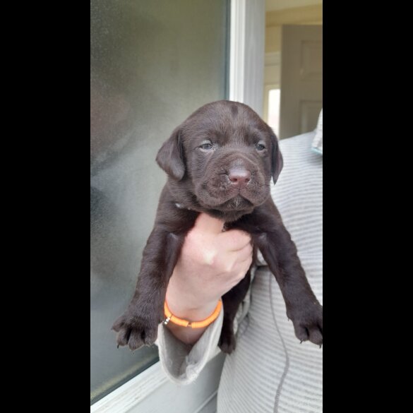 Labrador Retriever - Both