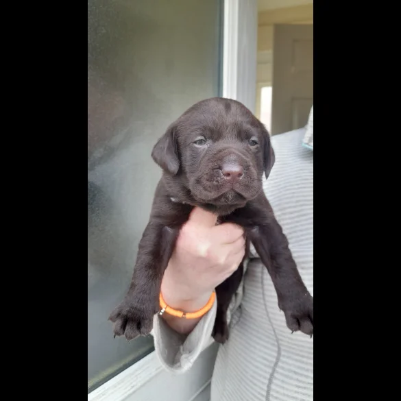 Labrador Retriever - Both