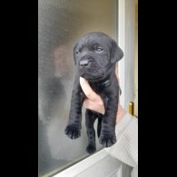 Labrador Retriever - Both