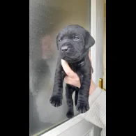Labrador Retriever - Both