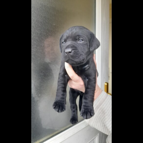 Labrador Retriever - Both