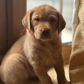 Labrador Retriever - Both