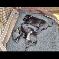 Labrador Retriever - Dogs